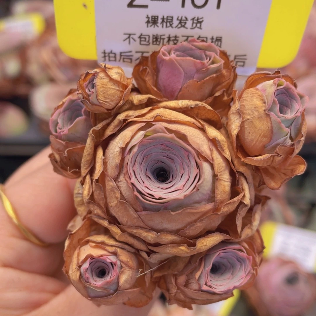 山地玫瑰Z101裸根发货断枝不包损不售后