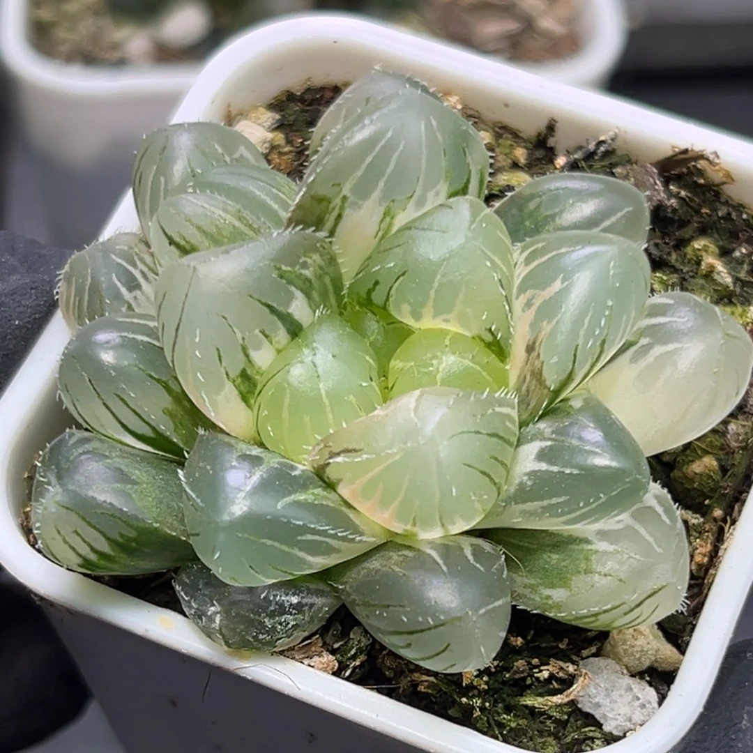 花**年恭喜发财大吉大利1904