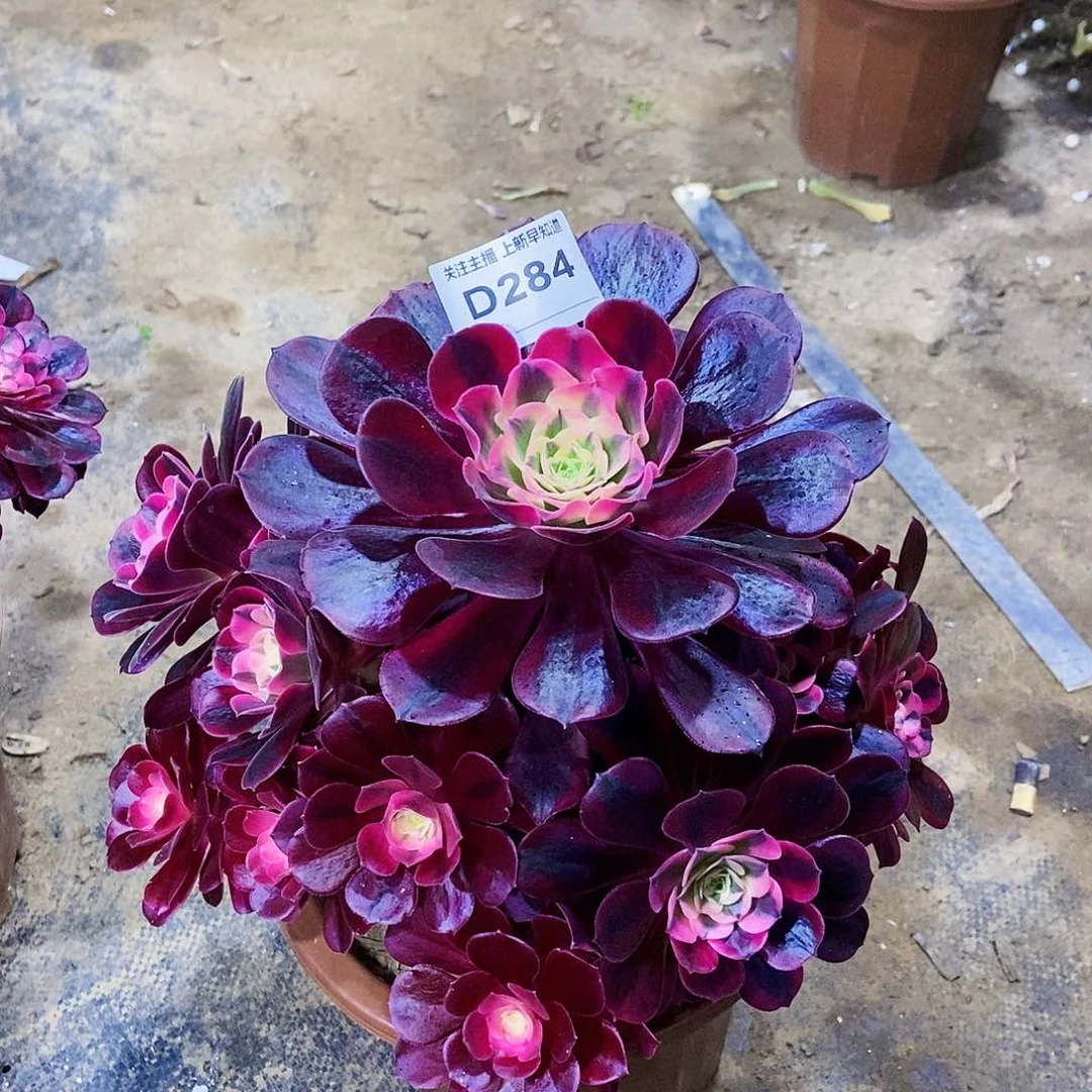 L**生多肉2840000000000000