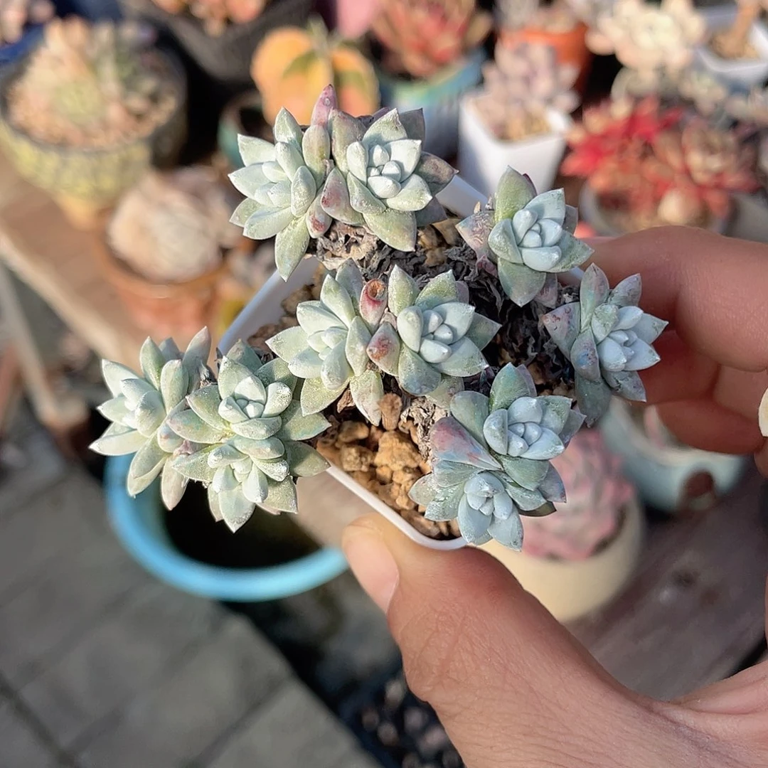 白菊 脱土发 5口盆