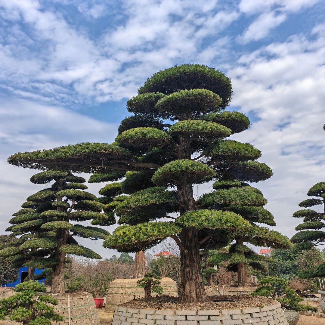 罗汉松造型树四季常青不落叶适合庭院地景，一树一价（价格为定金）
