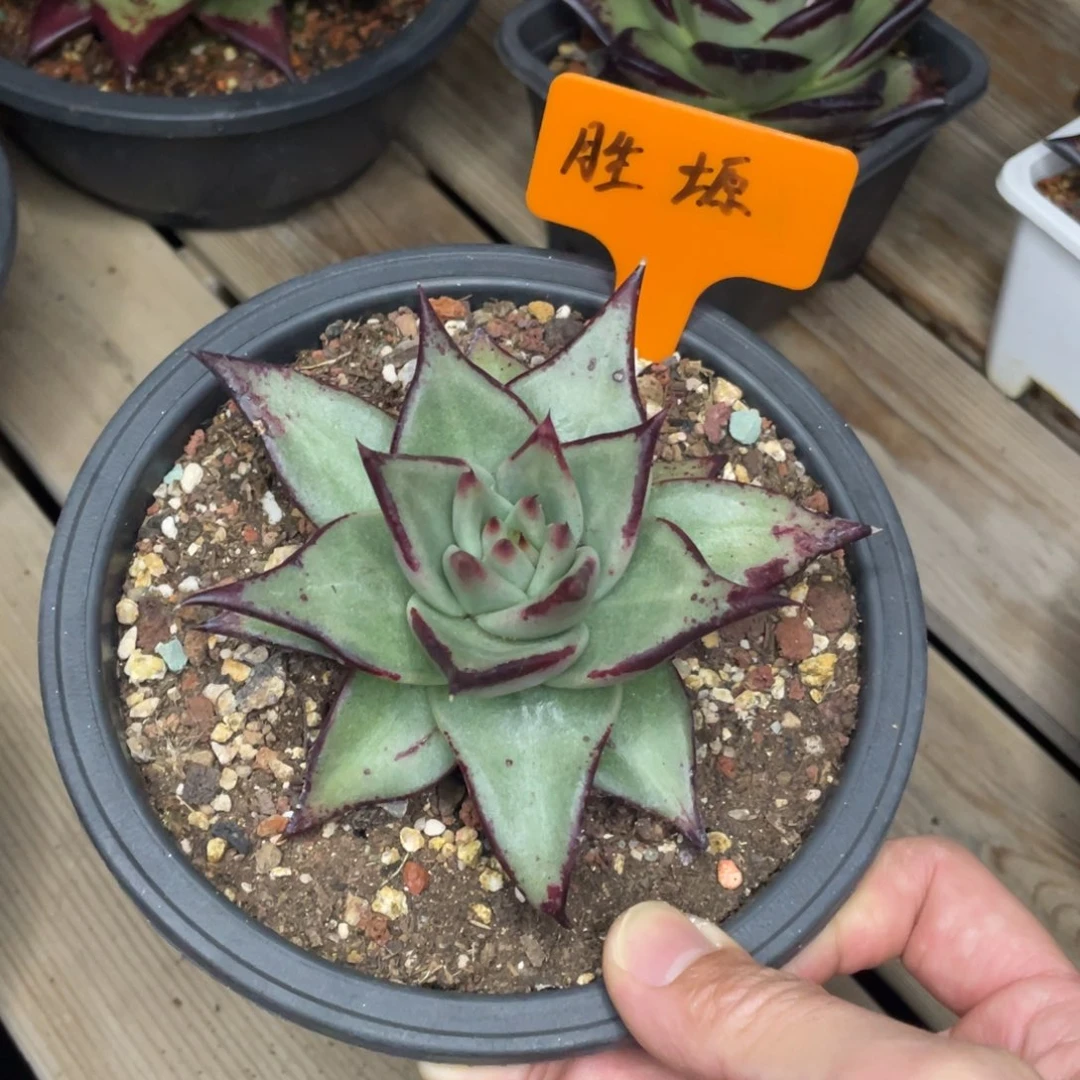 胜*胜哥 凸起乌木