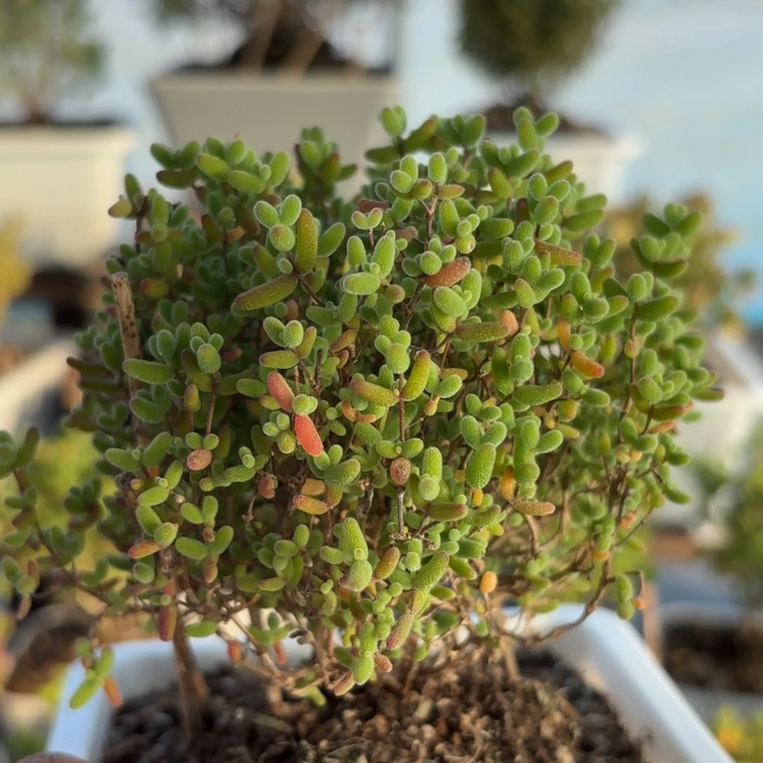 大***哟600蜜橘糖球枝干福利