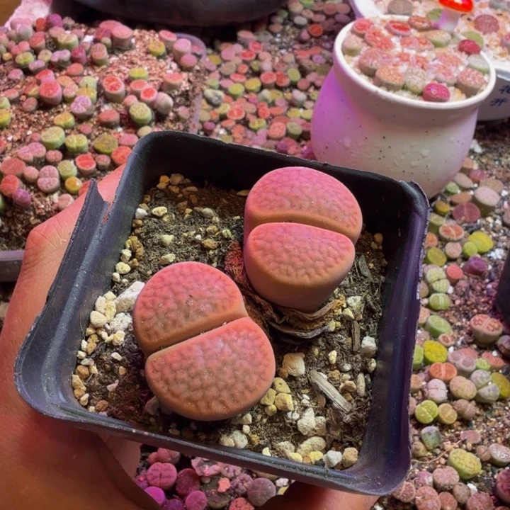 叶***G多肉植物的生长发育21