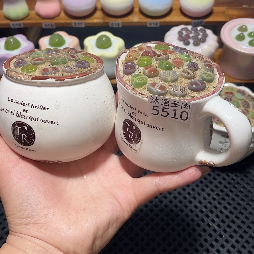 带盆土植物 一物一拍5510
