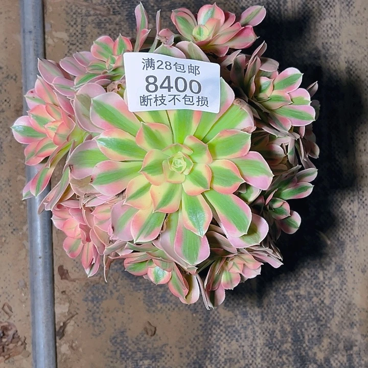 8400粉女巫多肉植物