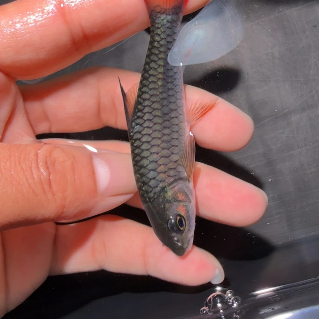 海水鱼蓝鳍彩虹非洲杀马特