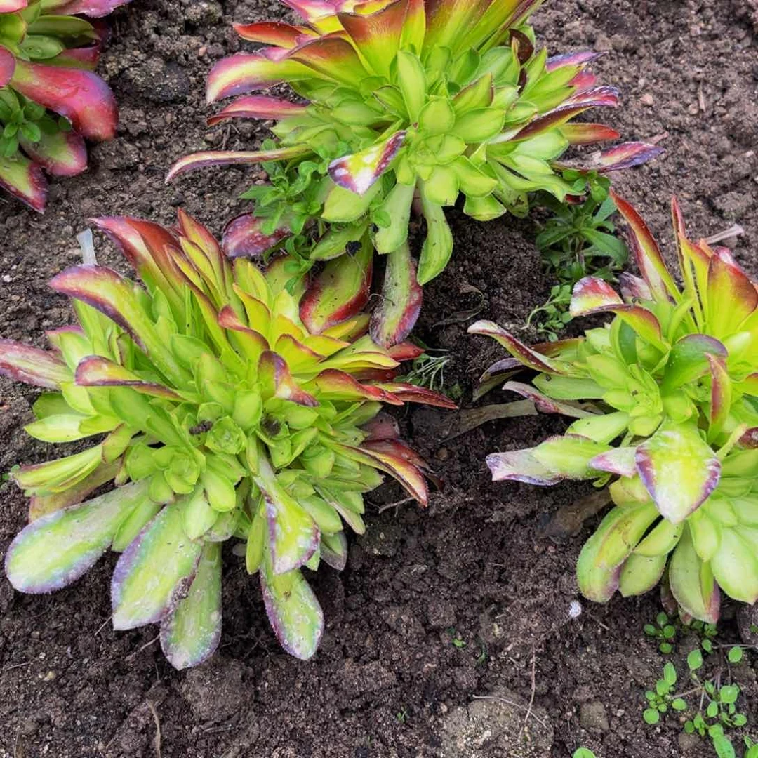 韶华多肉植物捧花的