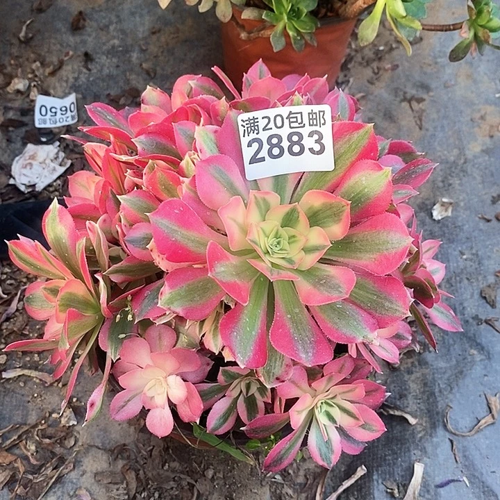 2883 一颗粉女巫法师