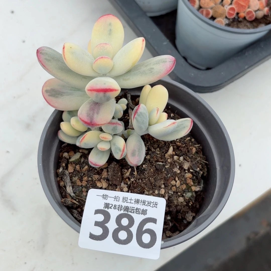 乒乓福娘锦无盆土发货