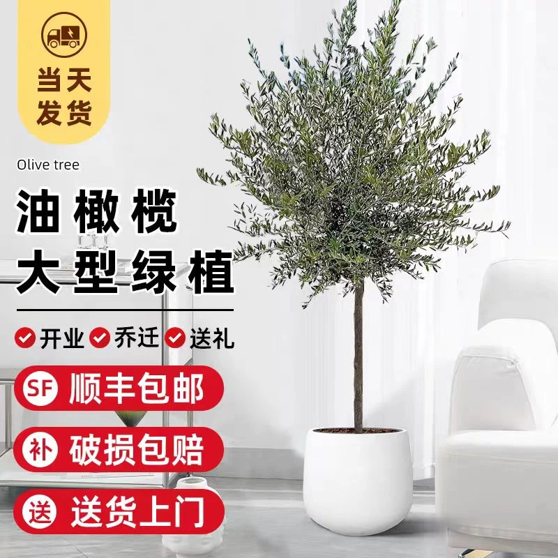 油橄榄树盆栽西班牙观叶植物大型客厅咖啡厅网红绿植四季常青室内