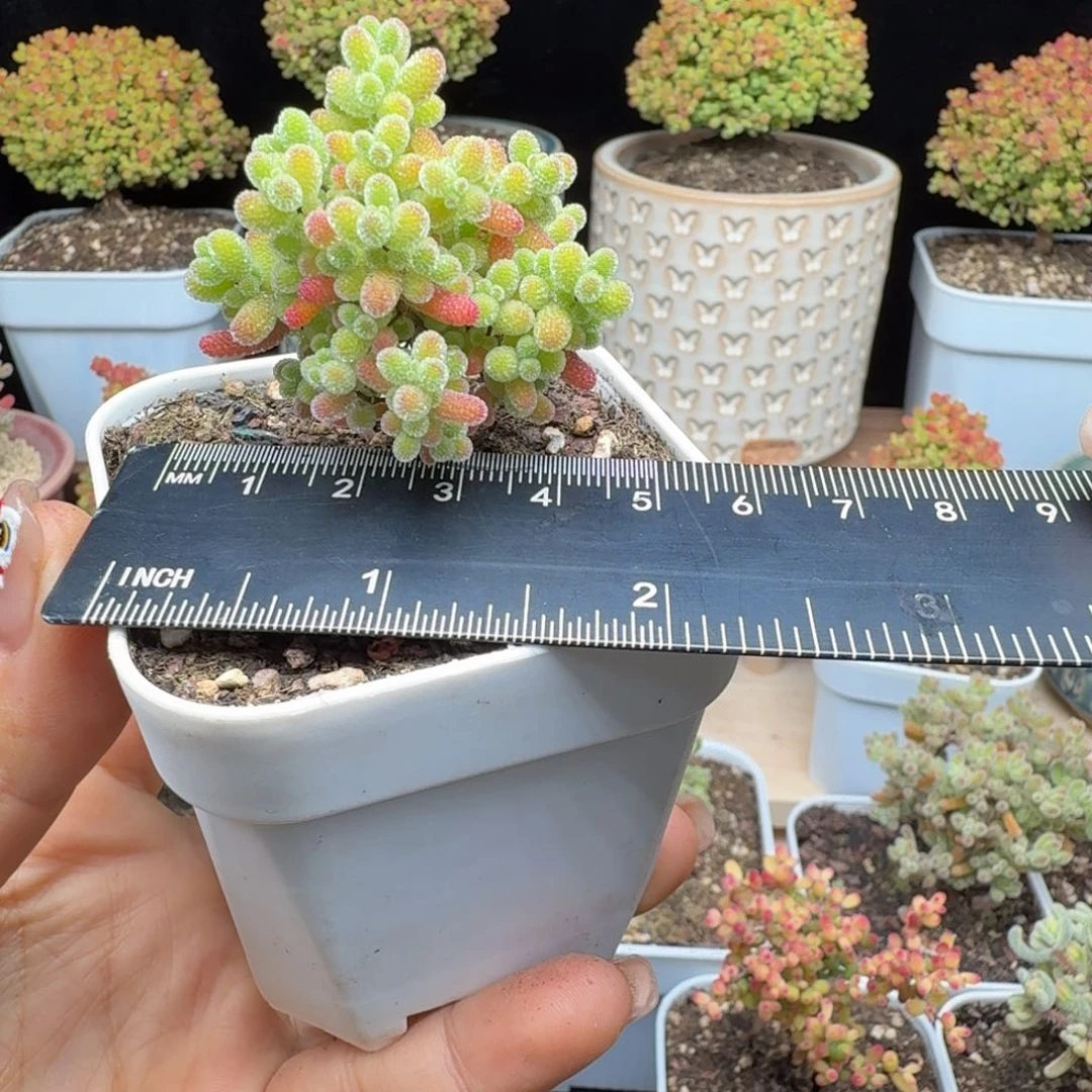 萌****呀a31号蜜橘杂金桔