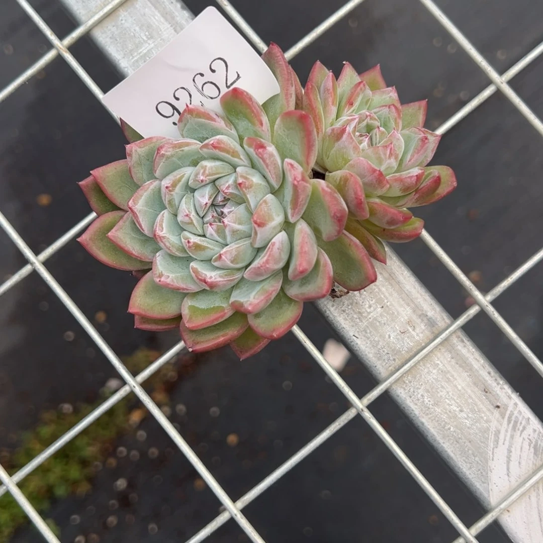 9262拍一发二肉肉肉肉肉