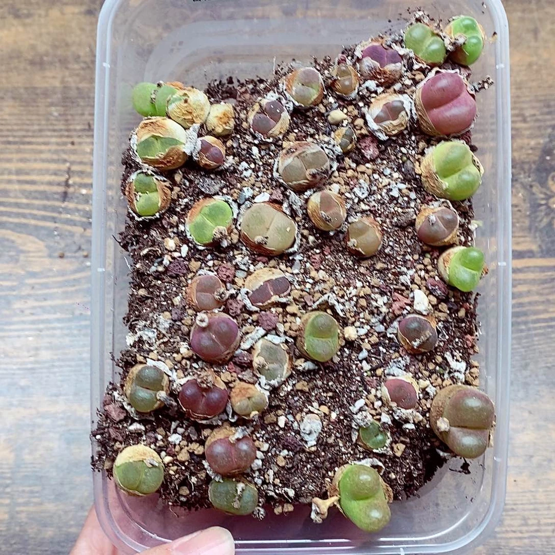 5682毛混啊啦啦啦啦啦啦