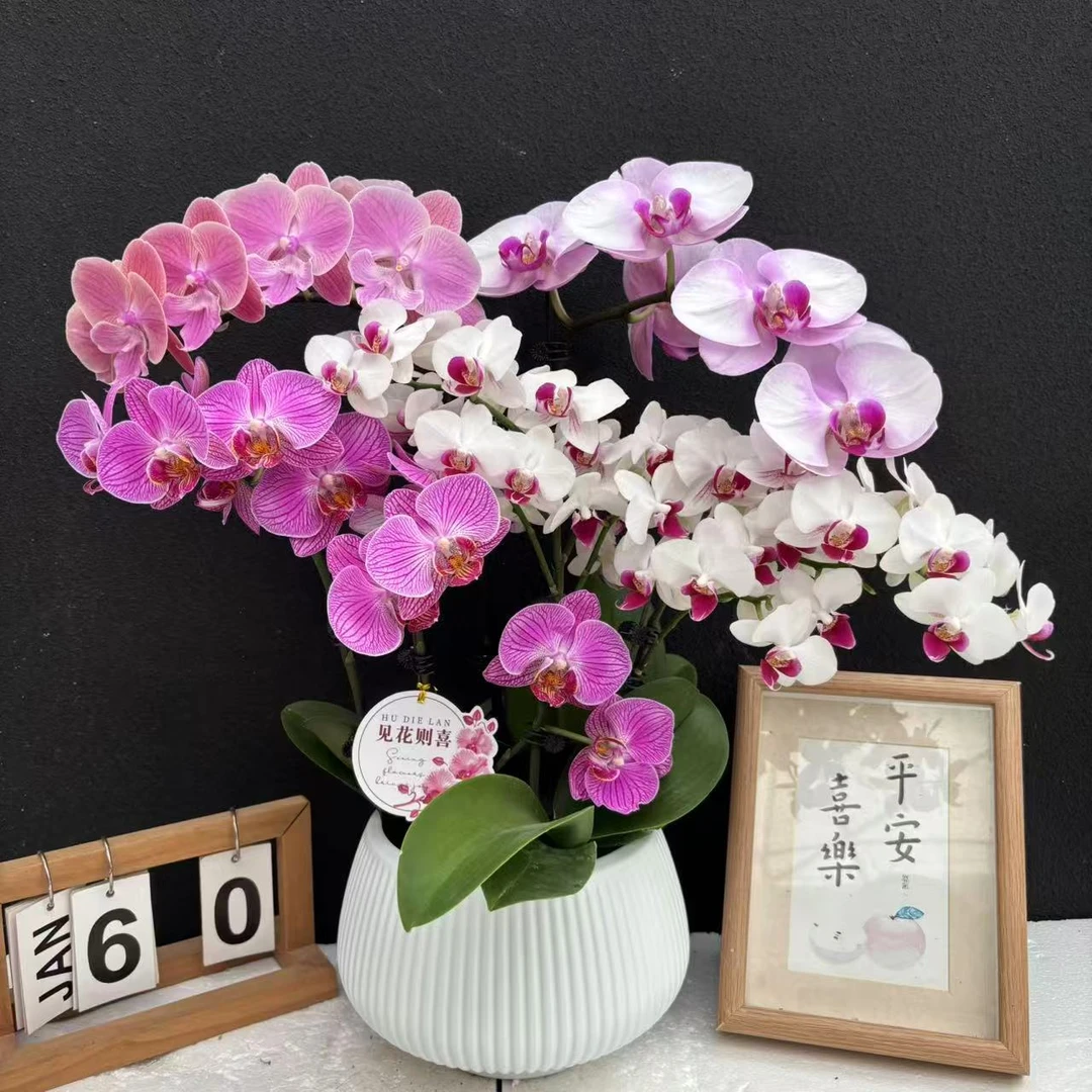 甄选（多拼）蝴蝶兰花卉微瑕疵鲜花组盆花卉