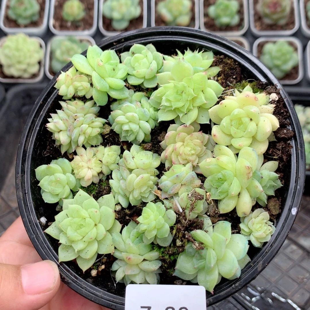 无花朵Z36英语英语
