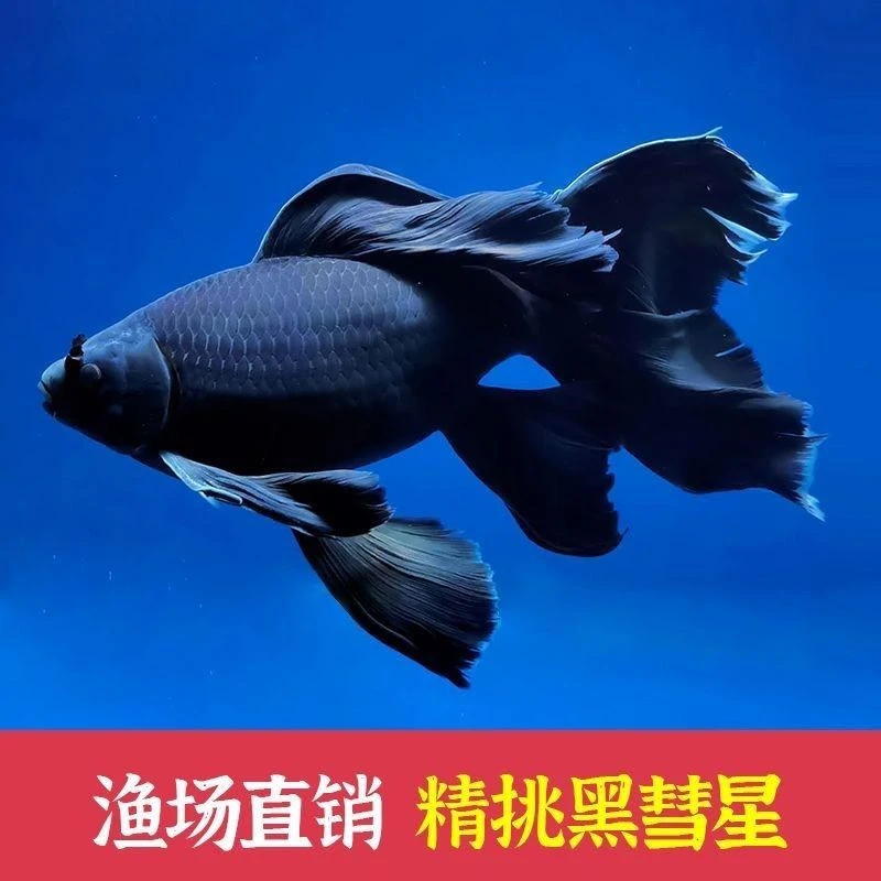 精选黑色纯黑彗星蝴蝶鲤冷水观赏鱼大鳍大尾好养耐活锦鲤鱼金鱼苗