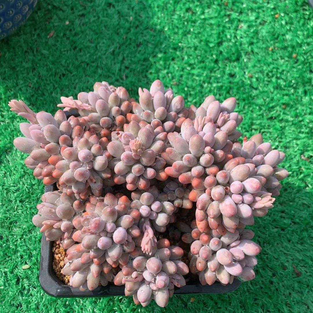 婴儿手指无砍平头一物一拍