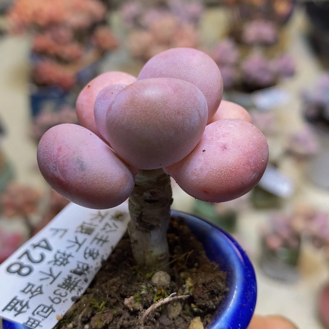 428 橙雪球4 厘米