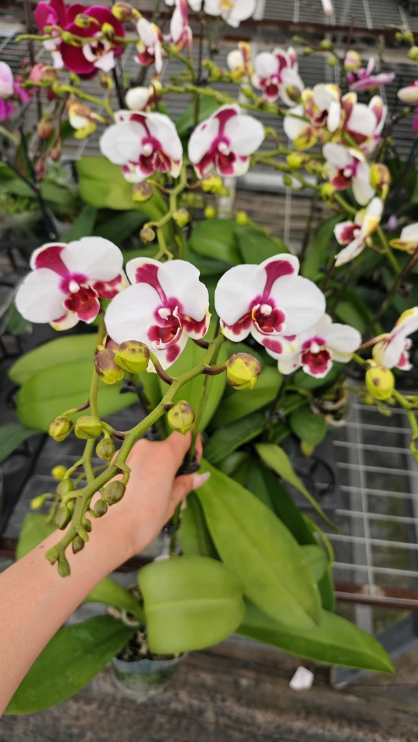 蝴蝶兰 香浓绿野 3.0寸加高杯  单双花剑 混发   带花带花苞