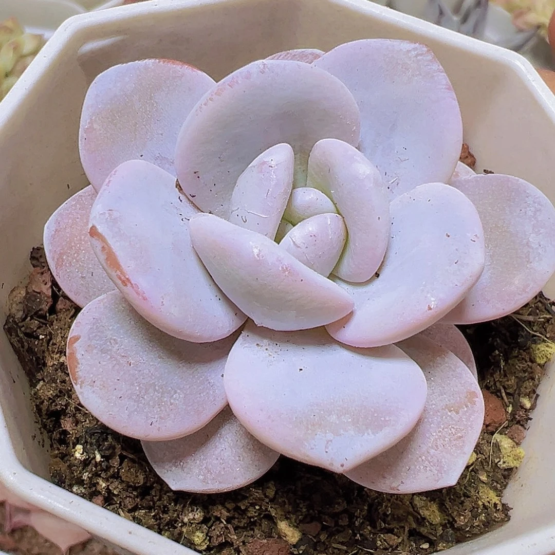 雪莲19包邮也哦肉植物