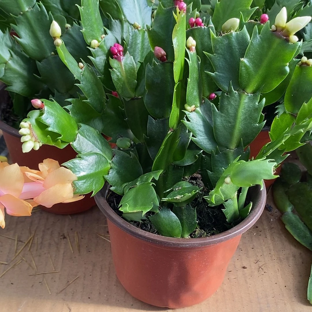 全部花朵多色小盆福利