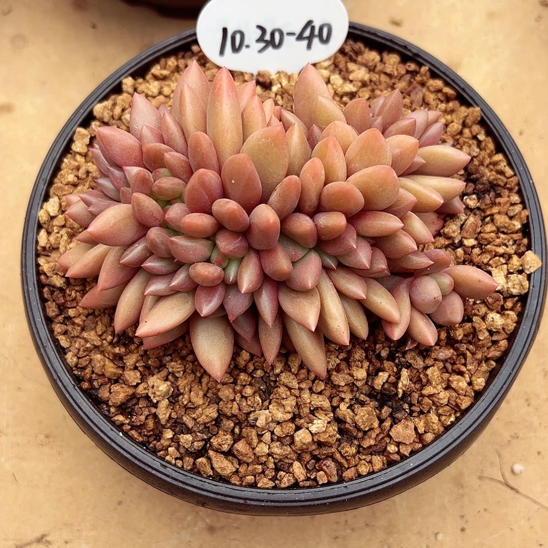 1030-40桃花源缀化