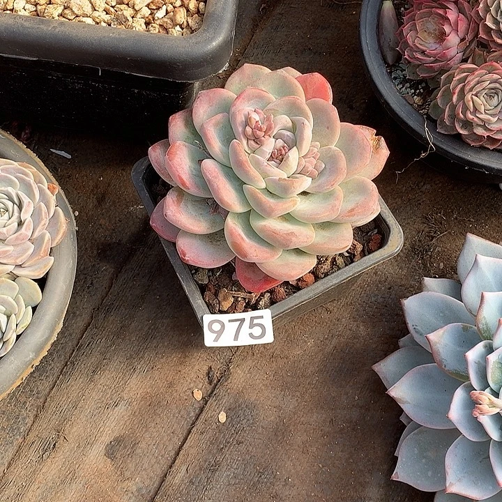 975冰玉 一物一拍多肉