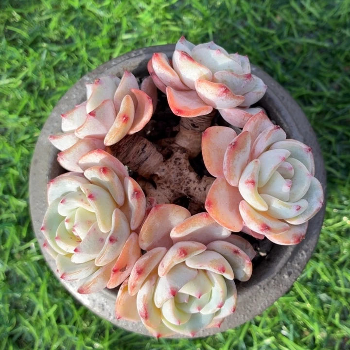 多肉植物 勃朗峰-4