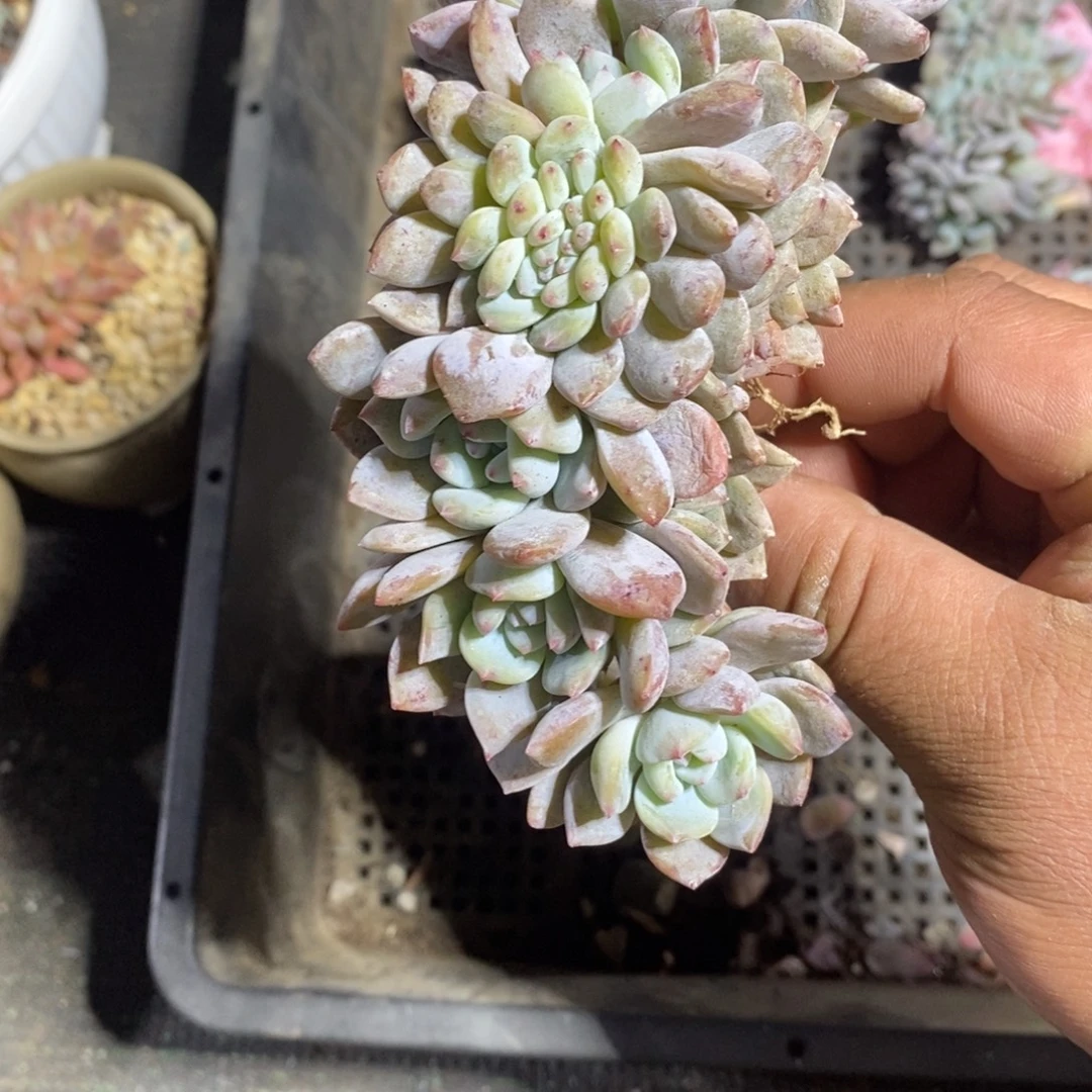 4846499494949949494994