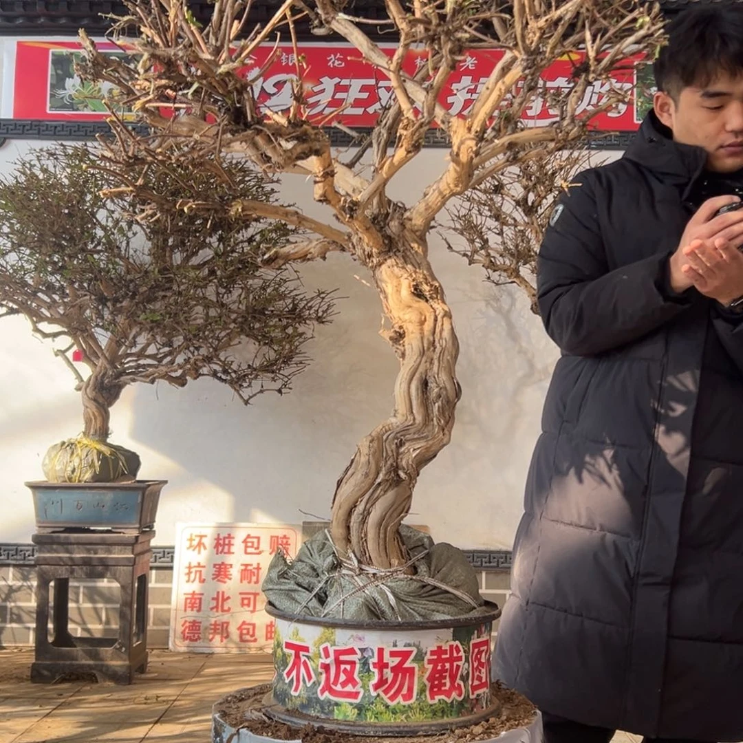 无花朵金银花开花2688666