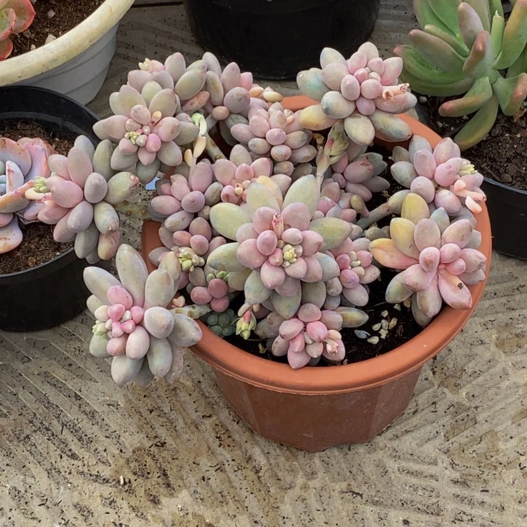 小*静48包邮一物一拍多肉