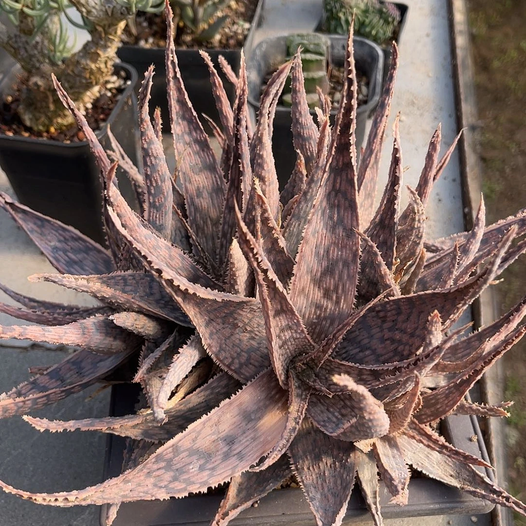 圣诞芦荟一物一拍