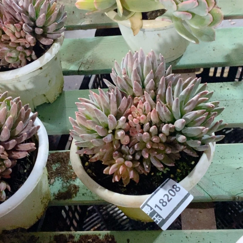 【闪购商品】炫彩星18208