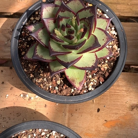 美肉特价活动开始啦