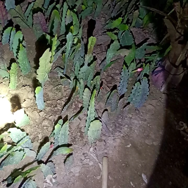 完全开放淇**宝令箭何花东北3苗