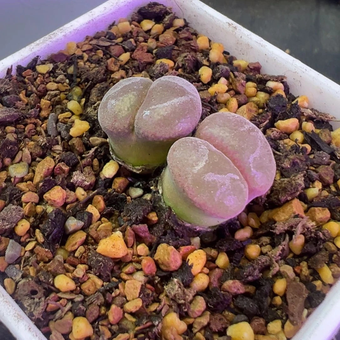 ╰****╮专拍专拍 肉锥植物