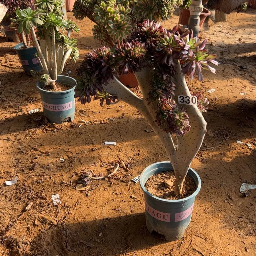 黑缀330高度44厘米