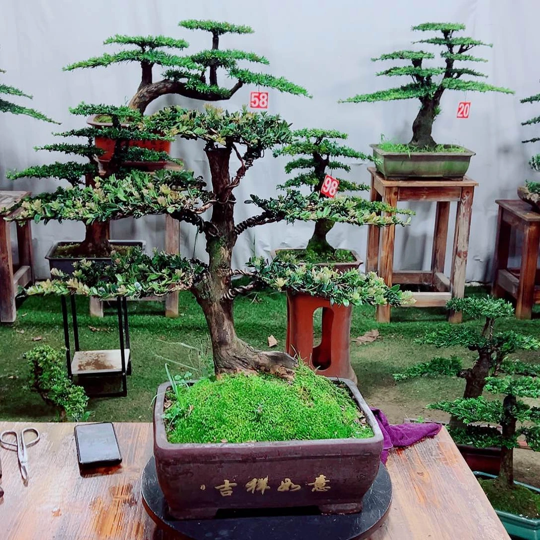 无花朵小老桩红芽罗汉松