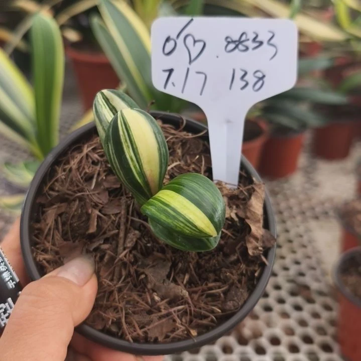 ó***ッ当前无花栽培后可以开花微型兰墨彩138