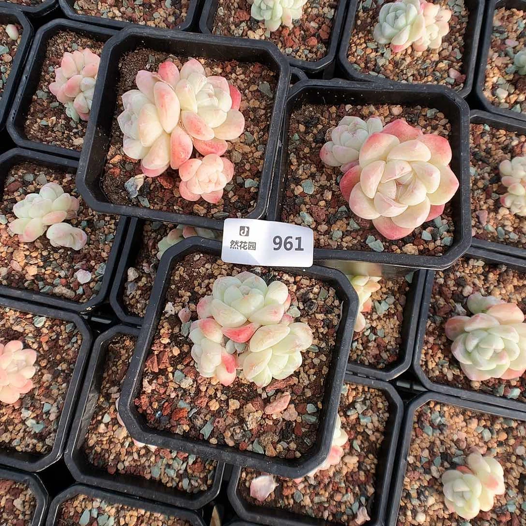 961冰玉多肉植物3颗6666