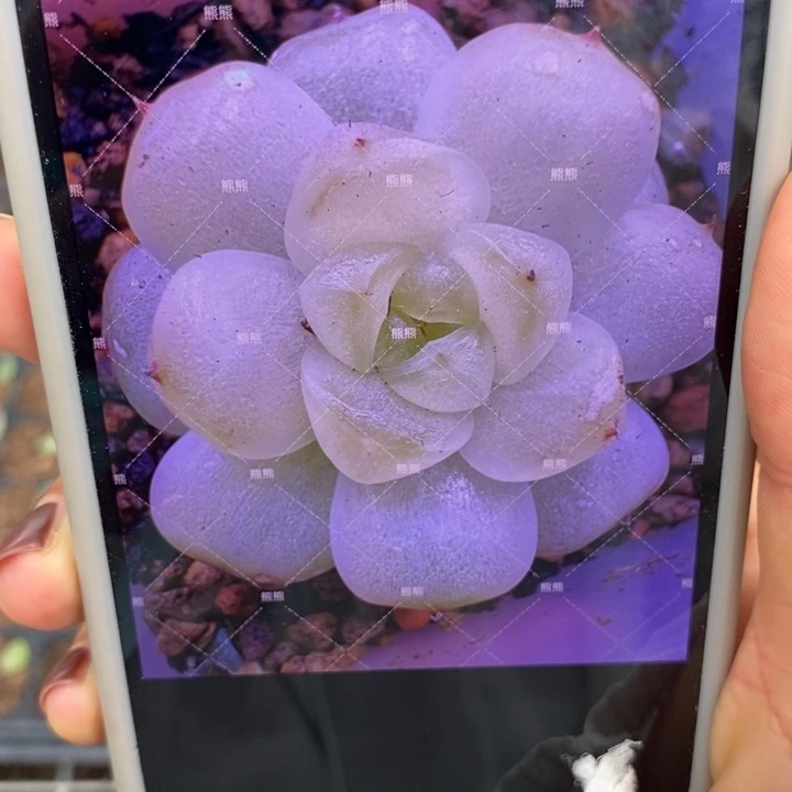 白小七芽苗一个多肉