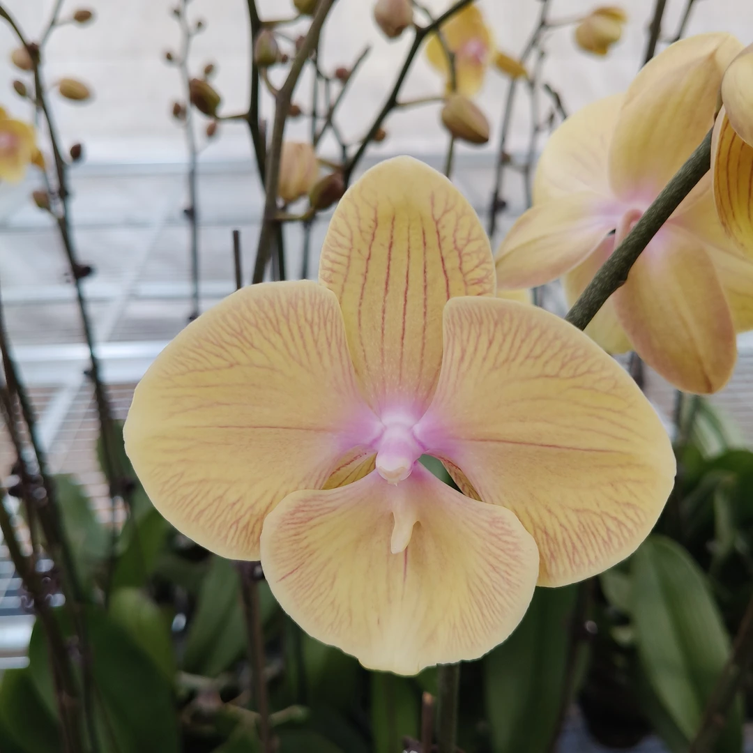 金玉满堂   微瑕蝴蝶兰基地直发