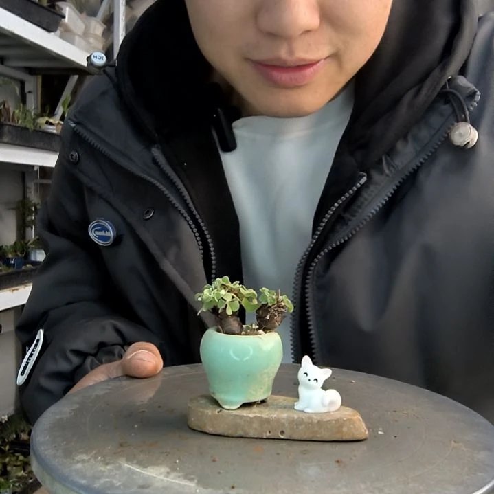 9*2小盆景小植物一物一拍178