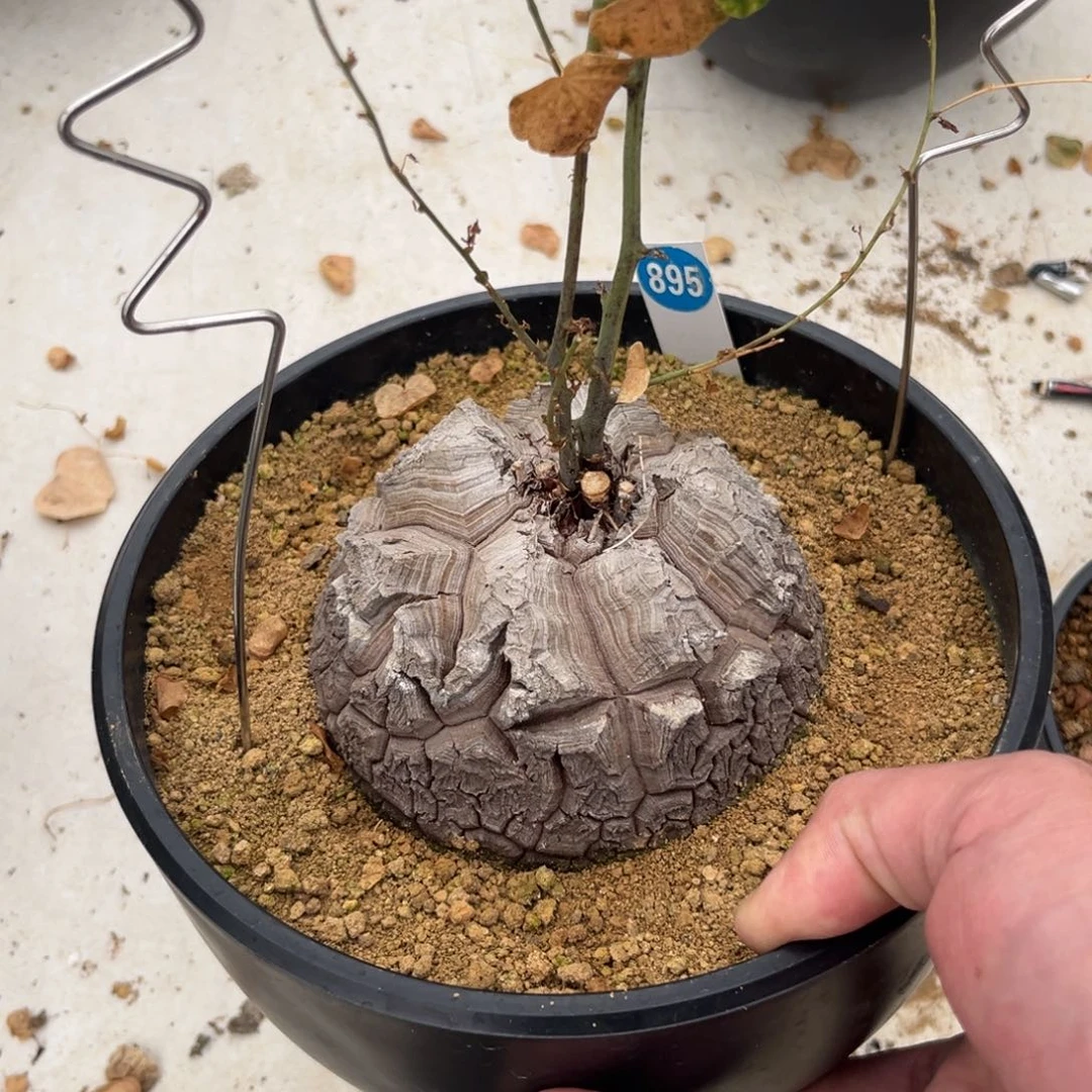 895龟甲龙带盆带土发货