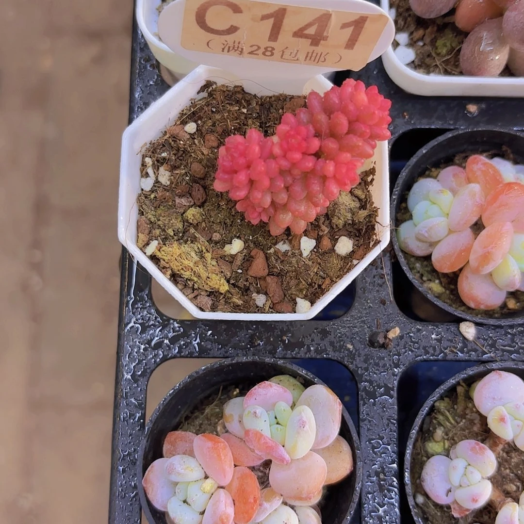 C141浆果锦一物一拍