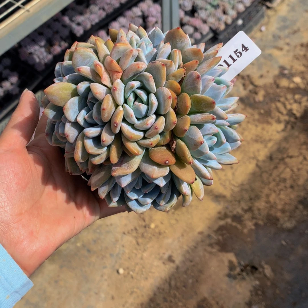 娜***姐101154嗯嗯嗯嗯嗯嗯好喜欢朵朵