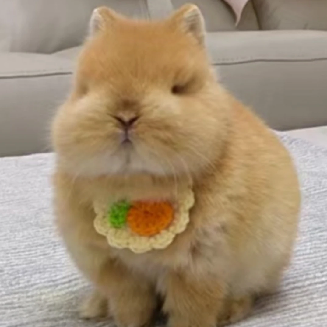 进口双血侏儒宠物兔精品迷你茶杯兔稀有色宠物兔垂耳兔