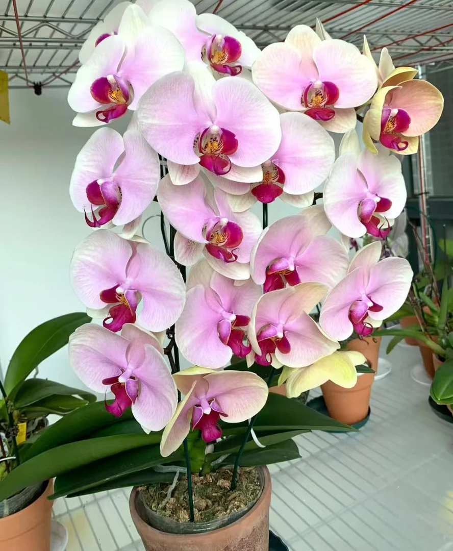 【云上花卉】蒙娜丽莎 蝴蝶兰-任意2单鲜花包邮 云南鲜花