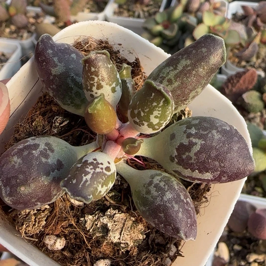 大紫斑海豹水泡多肉